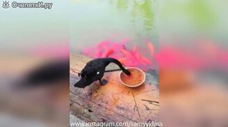 Свежее смешное и весёлое из жизни людей - смотреть видео (6:05)