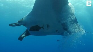 Встреча с морским дьяволом - смотреть видео (1:45)