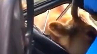 Неудачно заглянул в машину - смотреть видео (2:51)