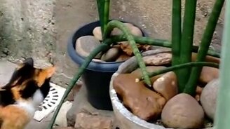 Крыса сбегает от кошки - смотреть видео (0:18)