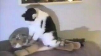 Смешная домашняя подборка 27 - смотреть видео (10:18)