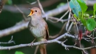 Поющий соловей - смотреть видео (0:52)