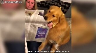 Юмор для настроения от людей и зверей - смотреть видео (6:02)