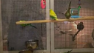 Попугаи на качели - смотреть видео (0:25)