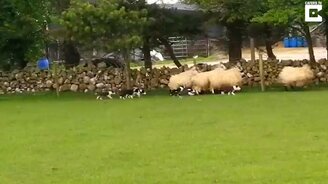 Щенята тренируются пасти овец - смотреть видео (0:58)