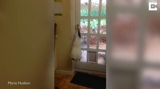 Собака и мячик на дверной ручке - смотреть видео (0:08)