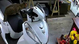 Удачное нападение кошки на крысу - смотреть видео (0:18)