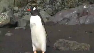 Наглый пингвин - смотреть видео (0:30)