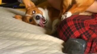 Как доставить собаке радость - смотреть видео (0:41)