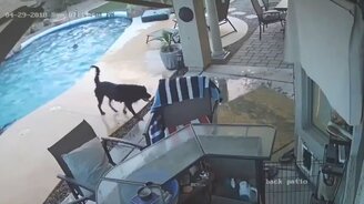 Собака спасает друга из бассейна - смотреть видео (0:50)