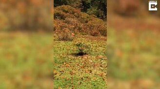 Невероятная миграция бабочек - смотреть видео (1:24)