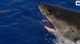 Белая акула в замедлении - смотреть видео (0:30)