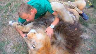 Дружба со львами - смотреть видео (0:48)