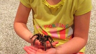 Девочка и тарантул - смотреть видео (0:47)