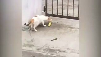 Никогда не сдавайся! - смотреть видео (1:00)