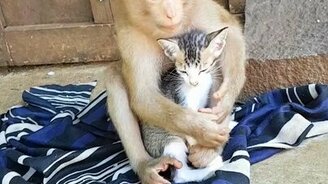 Обезьянка любит котёнка - смотреть видео (0:37)