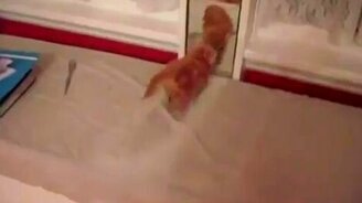 Бешеный котёнок - смотреть видео (0:20)