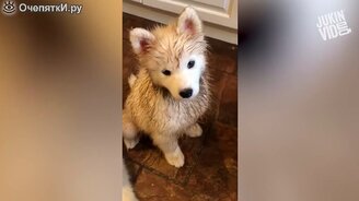 Приколы людей и животных - смотреть видео (3:05)