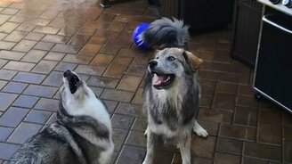 Собаки играют со струёй воды - смотреть видео (0:44)