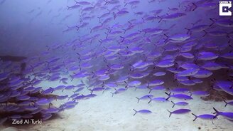 Наткнулся на "стену" рыб - смотреть видео (1:23)