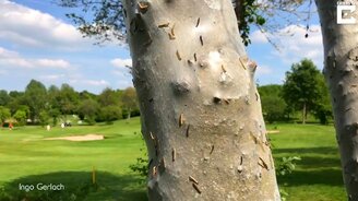 Когда гусеницы атакуют - смотреть видео (1:41)