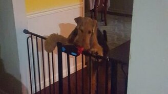 Собака открывает детское ограждение - смотреть видео (0:37)