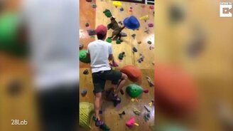 Кошка - настоящая скалолазка - смотреть видео (2:04)