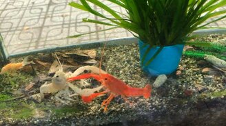 Противостояние креветок - смотреть видео (0:41)