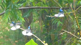 Колибри наслаждаются дождём - смотреть видео (0:19)