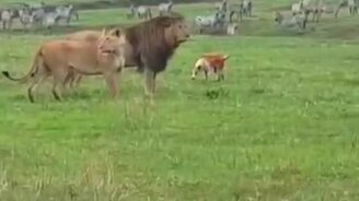 Собака против львов - смотреть видео (0:59)