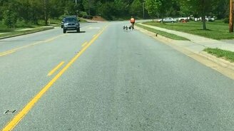 Индюшки атакуют велосипедиста - смотреть видео (0:32)