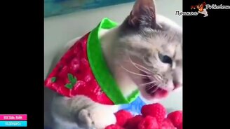 Смешные видео приколы с комментариями и без - смотреть видео (7:43)