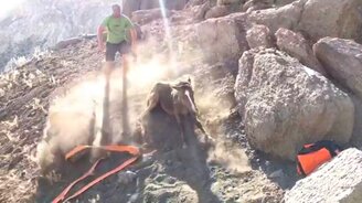 Спасение лошади, застрявшей меж камней - смотреть видео (1:05)