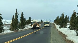 Невозмутимый лось на дороге - смотреть видео (0:21)