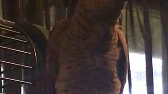 Пародии от попугая - смотреть видео (0:31)