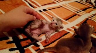 Чудные и милые котята - смотреть видео (2:03)