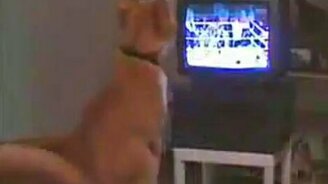 Кот смотрит бокс - смотреть видео (0:20)