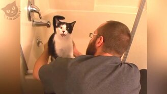 Подборка котов, которые чихают - смотреть видео (6:01)