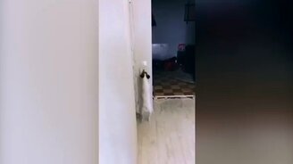 Собака-световыключака - смотреть видео (0:11)