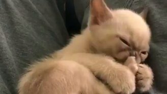 Как самому себе сделать педикюр - смотреть видео (0:22)