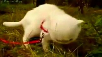 Вот это кошка! - смотреть видео (0:13)