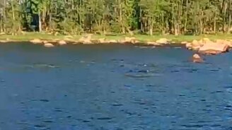 Горбатый кит в Ленинградской области - смотреть видео (0:52)