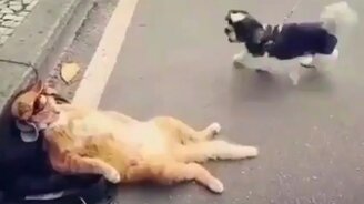 Кот, изображающий полное безразличие - смотреть видео (0:40)