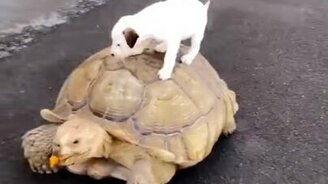 Черепаха катает щенка - смотреть видео (0:11)