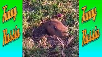 Животные нас смешат - смотреть видео (9:44)