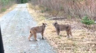 Рысь против рыси - смотреть видео (1:10)