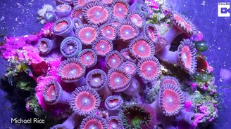 Волшебные коралловые рифы - смотреть видео (3:30)