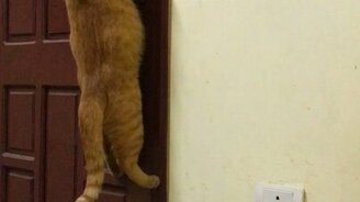 Кошка открывает вручную дверь - смотреть видео (0:15)