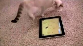 Современная игра для кошек - смотреть видео (0:41)