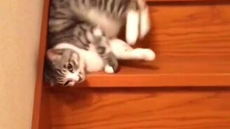 Спуск с лестницы по-кошачьи - смотреть видео (0:15)